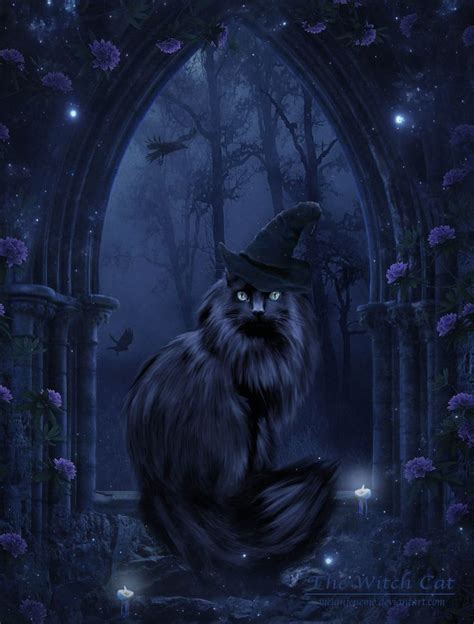 Witch cat czrtoon